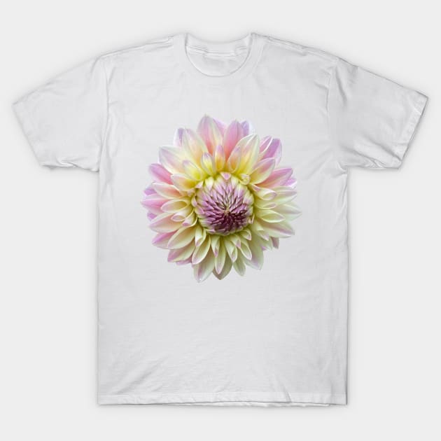 Coralie Dahlia Flower T-Shirt by DandelionDays